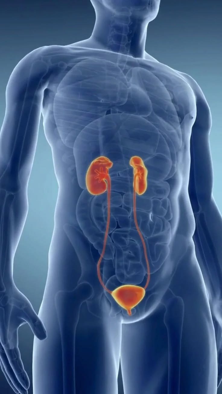 Estudo alerta para subdiagnóstico da doença renal crônica no Brasil