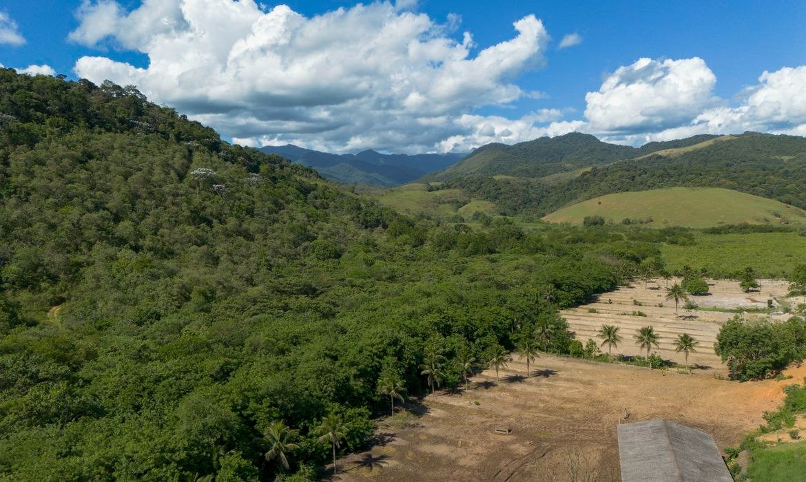 Agricultura cresce enquanto Mata Atlântica perde vegetação madura